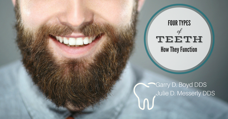 The Four Types of Teeth and How They Function
